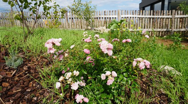 Garten-Projektablauf am Beispiel naturnaher Garten im Raum Mainz